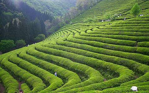 Čína je plná čajovníkových polí