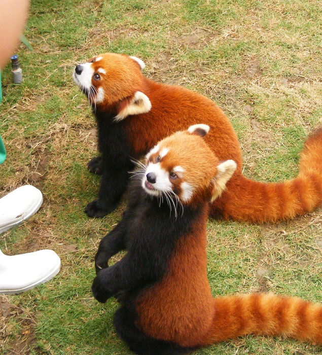 Pandy červené jsou zde domestifikované jako domácí mazlíčci...