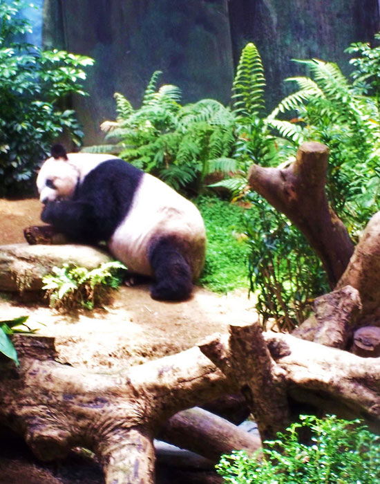 Nádherné pandy ve svém přirozeném prostředí
