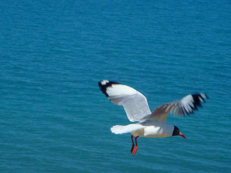 K jezeru Qinghai se slétají tisíce ptáků