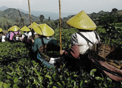 Čínská čajová plantáž