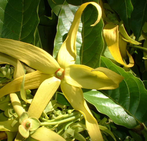 Vůně ylang ylang je typická, příjemná a pomáhá aktivovat oranžovou čakru.