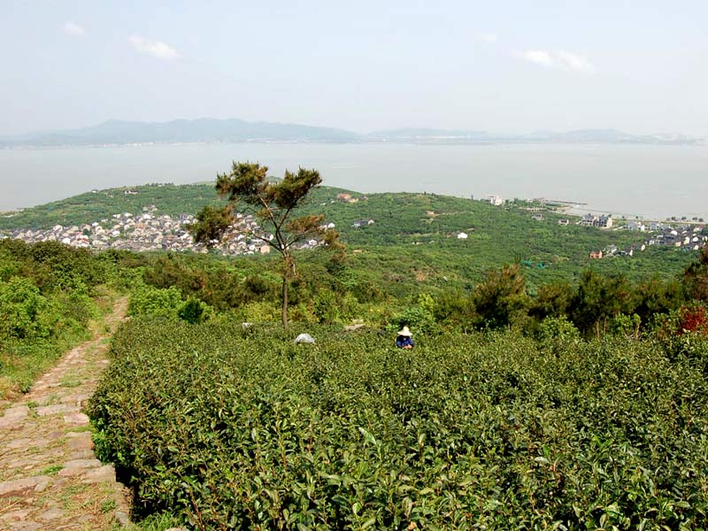 Čaj Pi Lo Chun se pěstuje v krásném prostředí