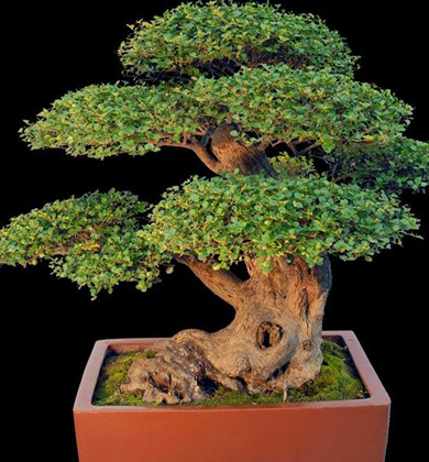 Čínská bonsaj